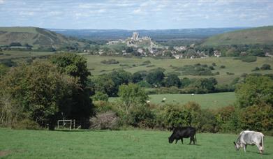 Views to Corfe Castle from Commoners' Ways walking trail in Dorset