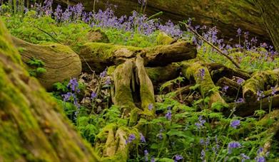 Bluebells Thorncombe Wood Local Nature Reserve