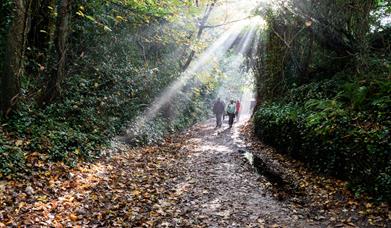 A group of people walking through a sunny woodland at Studland Bay