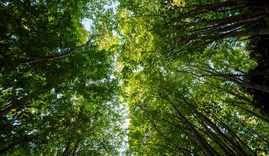 Tree canopy