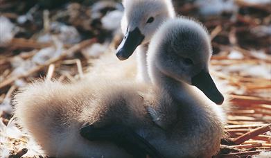 Cygnets at Abbotsbury Swannery hatch mid-May to end-June