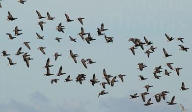 Brent Geese flying overhead against a blue sky