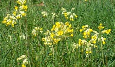 Lorton Meadows near Weymouth in Dorset