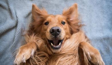 A happy golden retriever lying on a bed. You can see their face and paws.