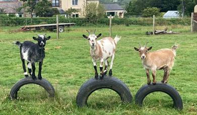 Goats at Foxdown Farm