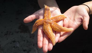 Lyme Regis Marine Aquarium
