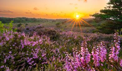Landscape of heather