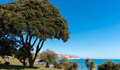 Swanage Tree Trail - Holme Oak