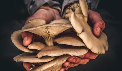 Hands filled with mushrooms