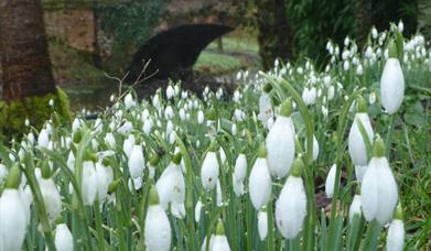 SNOWDROPS AT ELEANOR'S BRIDGE