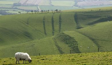 Rolling hills of the Marshwood Vale in Dorset