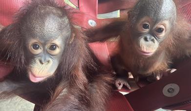 Infant orangutans at Monkey World