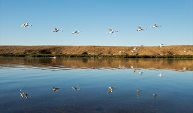 Swans over the Fleet Lagoon
