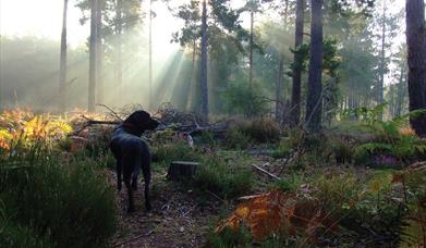 West Moors Plantation (Credit: Laura Moss-Holland)