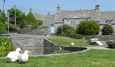 Worth Matravers duck pond in Dorset
