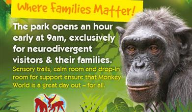 images of primates & information about autism days at monkey world