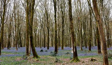 Bluebell woodlands near Winterborne Stickland in Dorset
