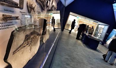 The Etches Collection - Museum of Jurassic Marine Life