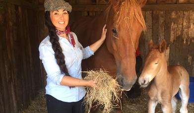 Dorset Heavy Horse Farm Park