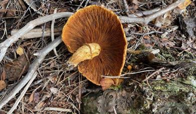 Fungi in the woods