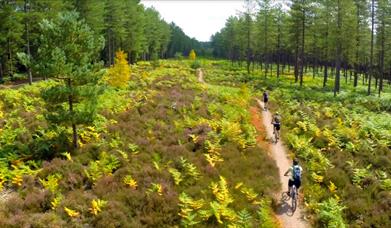 Enjoy a cycle ride at Moors Valley