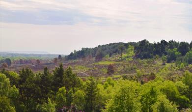 St. Catherine's Hill Nature Reserve