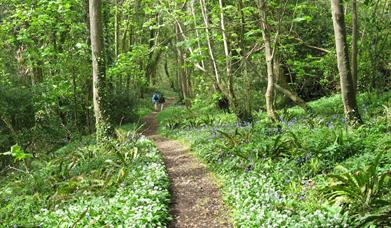 Woodland walk