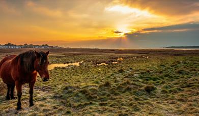 Stanpit Marsh, Mudeford, Dorset