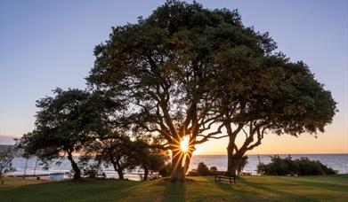 Holm Oaks