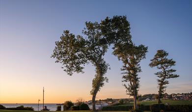 English Elms