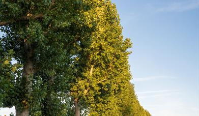 Poplars