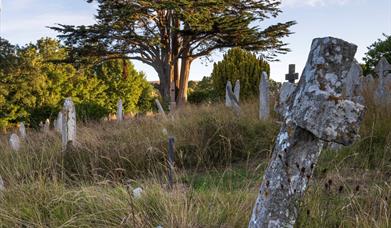 Monterey cypress