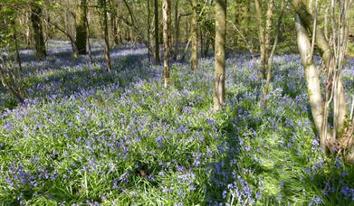 A woodland in spring, with bluebells carpeting the woodland floor