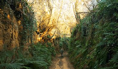 Walking Hell Lane, Dorset’s famous holloway