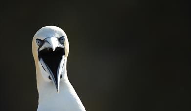 Northern gannet adult yawning