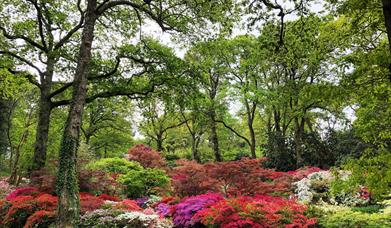 Azaleas | Exbury Gardens | New Forest | Visit Dorset