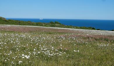Wild lower meadow Durlston Country Park credit Ben Tolley
