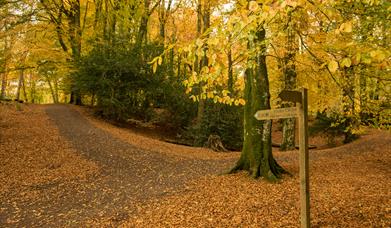 Autumn in the Woodland - Ian Metcalfe