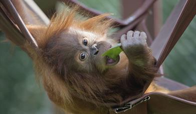 Monkey World, Dorset - Orangutan families