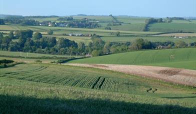 Green farming fields in Dorset