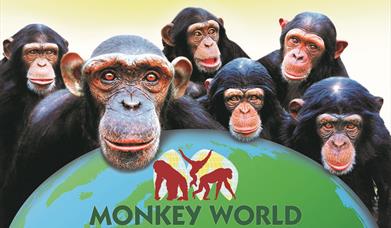 Monkey World, Dorset - Make the connection