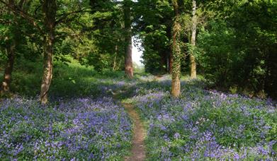 Bluebells on the Roman Road at Thorncombe Wood, Dorset