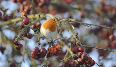 robin on a tree full of berries