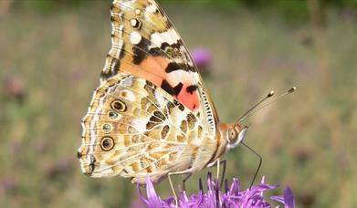 Painted lady butterfly at New Meadows Nature Reserve